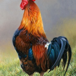 Jigsaw puzzle: Handsome rooster