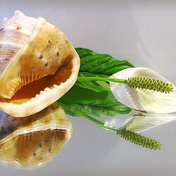 Jigsaw puzzle: Shell and spathiphyllum