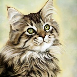 Jigsaw puzzle: Maine Coon