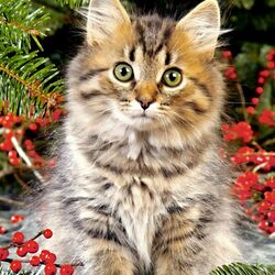 Jigsaw puzzle: Maine Coon among berries