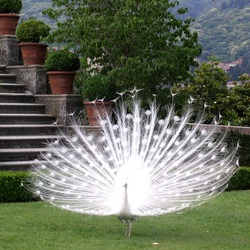 Jigsaw puzzle: White peacock