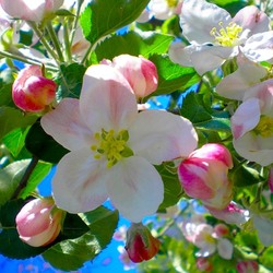 Jigsaw puzzle: Blooming apple tree
