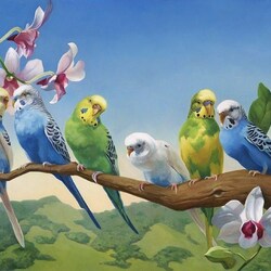 Jigsaw puzzle: Budgerigars on a branch