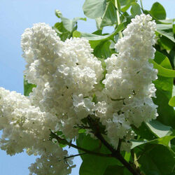 Jigsaw puzzle: Lonely branch of lilac