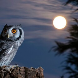 Jigsaw puzzle: Owl and moon