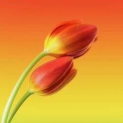 Jigsaw puzzle: Tulips