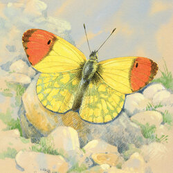 Jigsaw puzzle: Bright butterfly