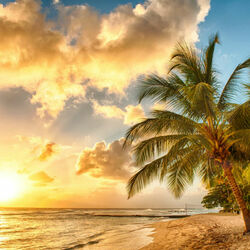 Jigsaw puzzle: Sun, palm trees, sea ...