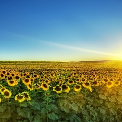 Jigsaw puzzle: Sky and sunflowers