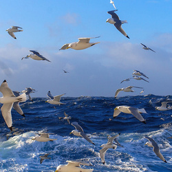 Jigsaw puzzle: Seagulls over the wave