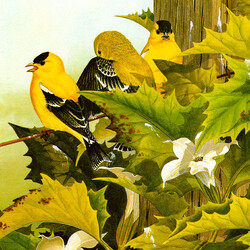 Jigsaw puzzle: American goldfinches