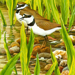 Jigsaw puzzle: Small plover