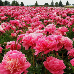 Jigsaw puzzle: Peony field