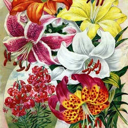 Jigsaw puzzle: English lilies