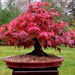 Jigsaw puzzle: Red maple