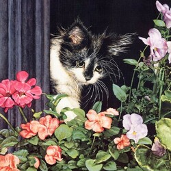 Jigsaw puzzle: Cat on the window