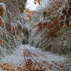 Jigsaw puzzle: First snow
