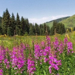 Jigsaw puzzle: Summer in the mountains