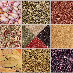 Jigsaw puzzle: Grains, cereals and spices