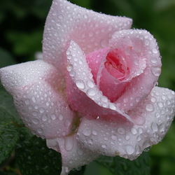 Jigsaw puzzle: Rose bud in dew