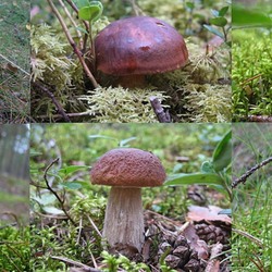 Jigsaw puzzle: Mushroom collage