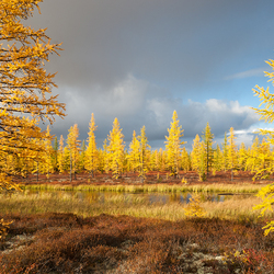 Jigsaw puzzle: Larch forest