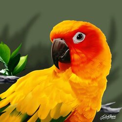 Jigsaw puzzle: Yellow-red parrot