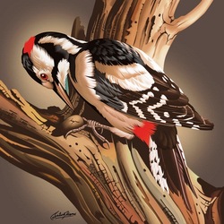 Jigsaw puzzle: Woodpecker
