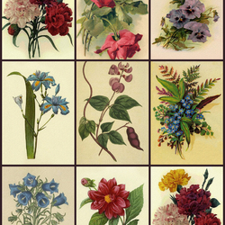 Jigsaw puzzle: Botanical illustrations