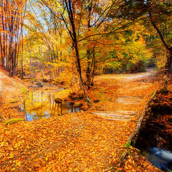 Jigsaw puzzle: Golden forest