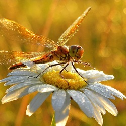 Jigsaw puzzle: Dragonfly on chamomile