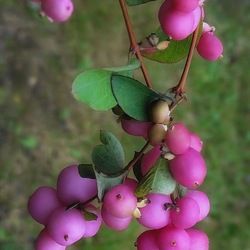 Jigsaw puzzle: Snowberry pink
