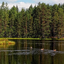 Jigsaw puzzle: Forest Lake