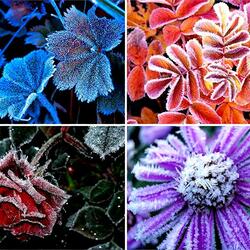 Jigsaw puzzle: Morning frost