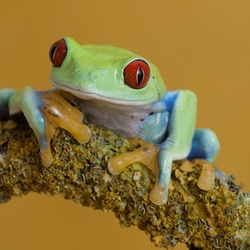 Jigsaw puzzle: Tree frog