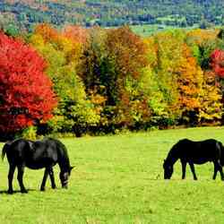Jigsaw puzzle: Horses in the meadow