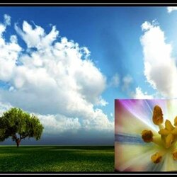 Jigsaw puzzle: The sky in the flower cup
