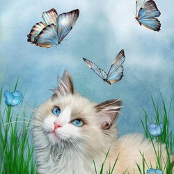 Jigsaw puzzle: Ragdoll and butterflies