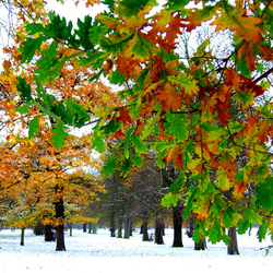 Jigsaw puzzle: Snow in October