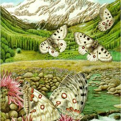 Jigsaw puzzle: Butterfly pasture