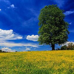 Jigsaw puzzle: Lonely tree in the field