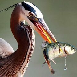Jigsaw puzzle: Great blue heron with fish