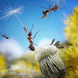 Jigsaw puzzle: Ants and dandelions