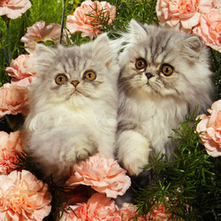 Jigsaw puzzle: A couple of little paws in flowers