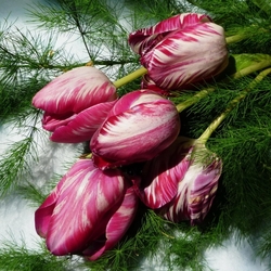 Jigsaw puzzle: Tulips