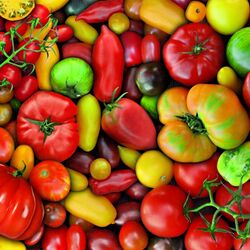 Jigsaw puzzle: Such different tomatoes