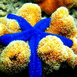 Jigsaw puzzle: Blue starfish