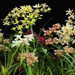 Jigsaw puzzle: Cymbidium