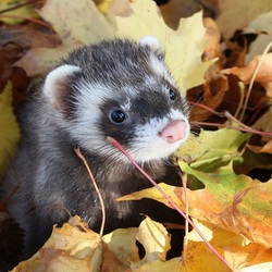 Jigsaw puzzle: Ferret