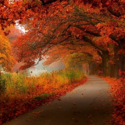 Jigsaw puzzle: Along the autumn alley